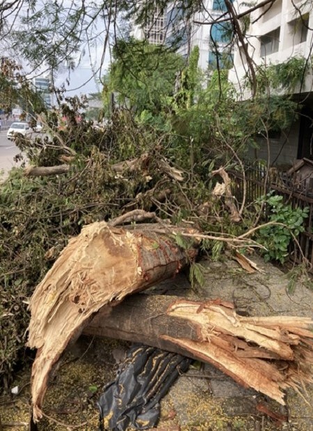 写真　暴風による倒木。1本の木が割れた状態（ジェトロ撮影）